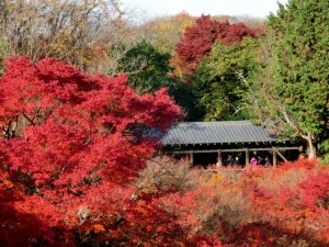 東福寺紅葉