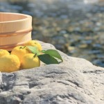 冬至の日の時期と決め方。かぼちゃやゆず湯の関係は?